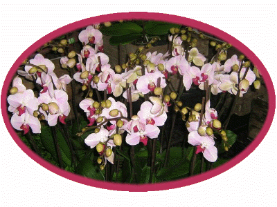 Hanne-Orchideen